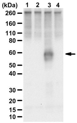phospho-c-Myc (Ser71) Rabbit anti-Human, Polyclonal, MilliporeSigma 100